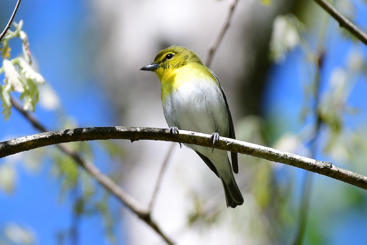 Yellow-throated Vireo - ML437799791