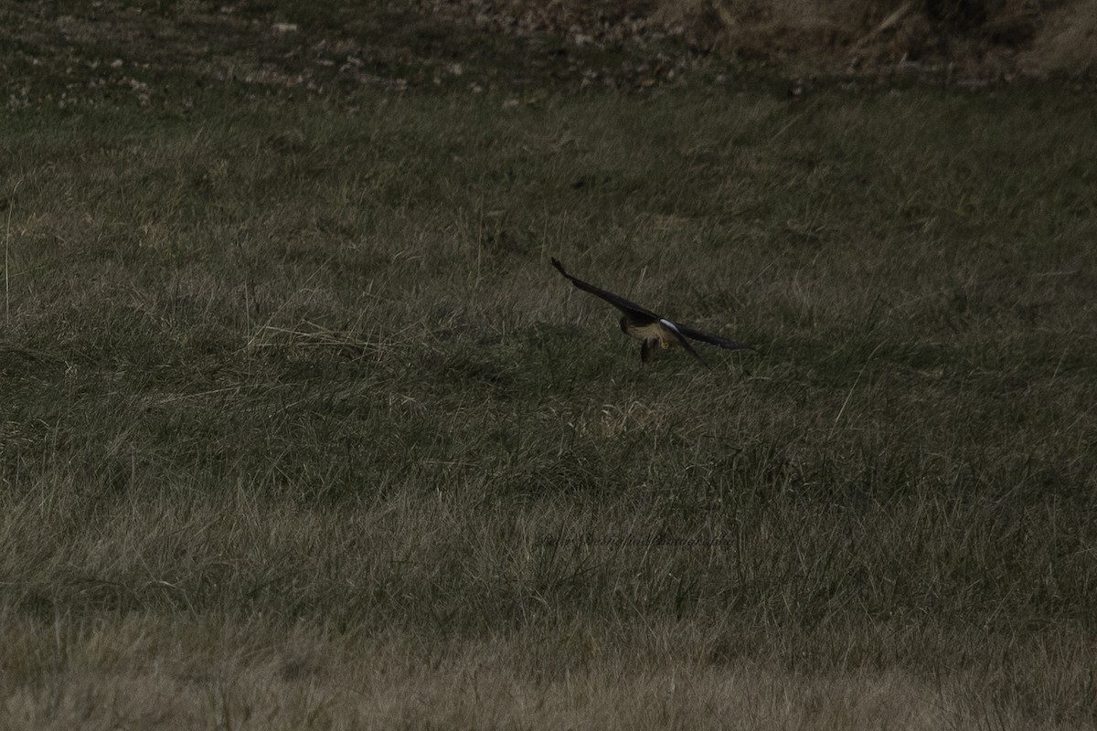 Northern Harrier - ML437800591