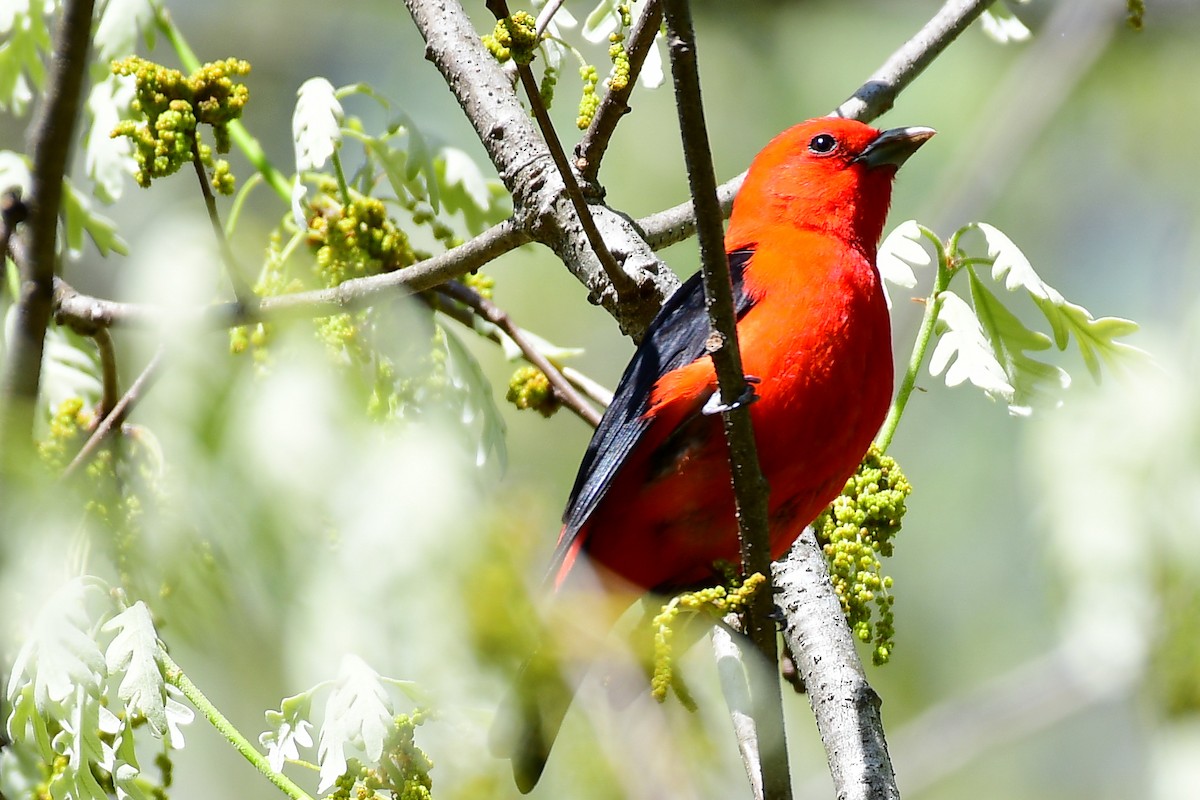 Scarlet Tanager - ML437801761