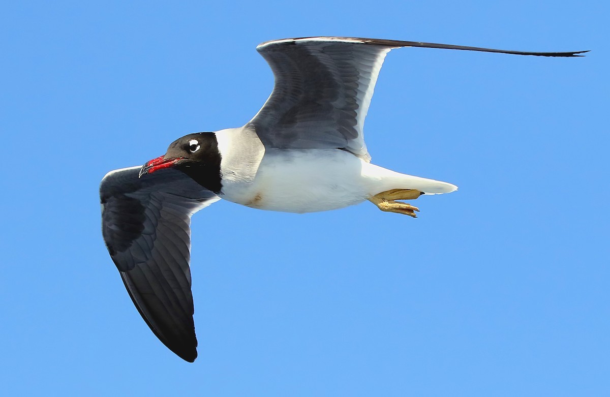 White-eyed Gull - ML437804231