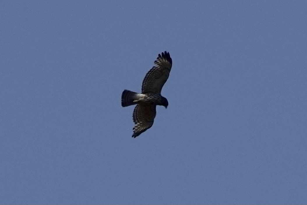 Red-shouldered Hawk - ML437804831