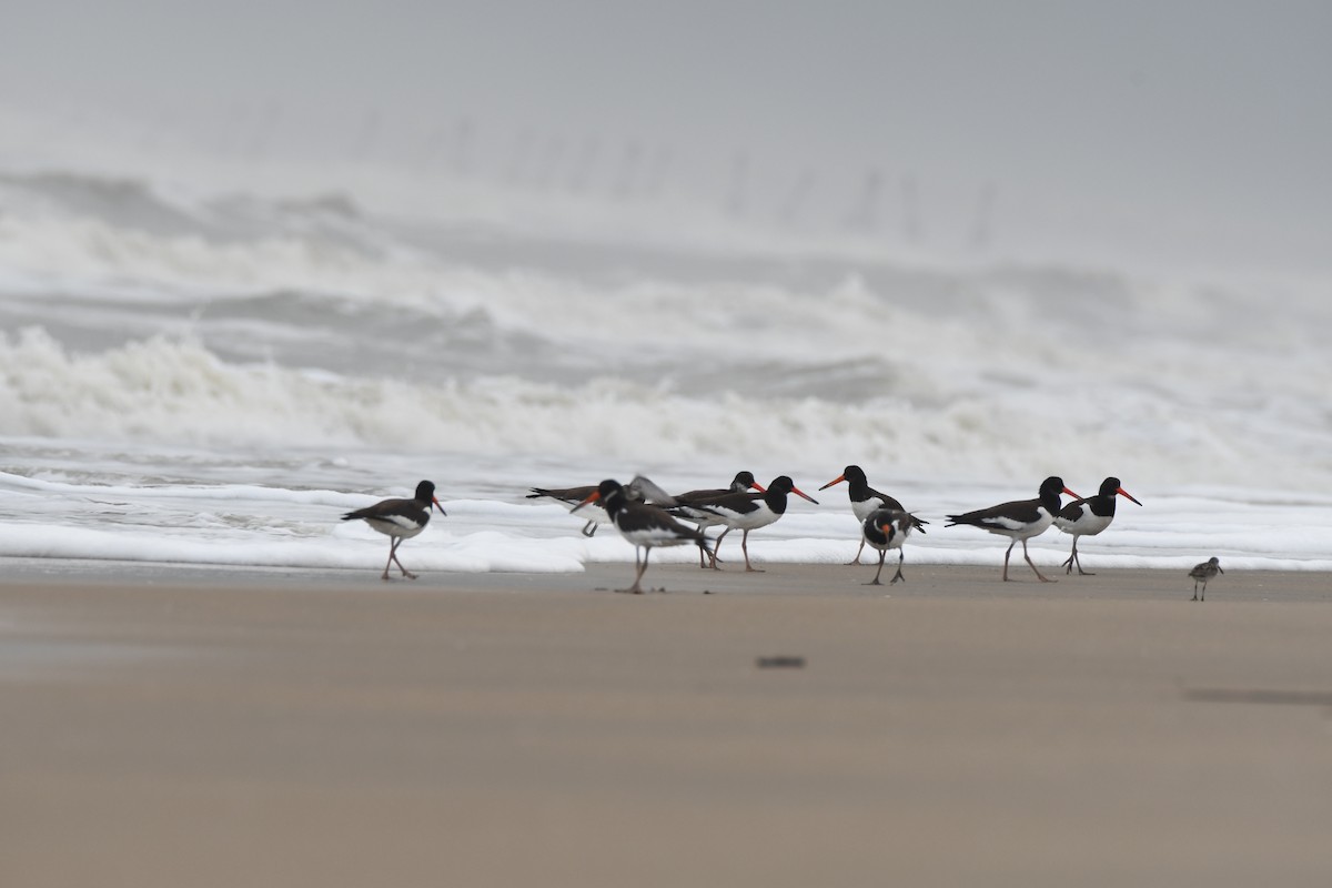 Eurasian Oystercatcher - ML437805341