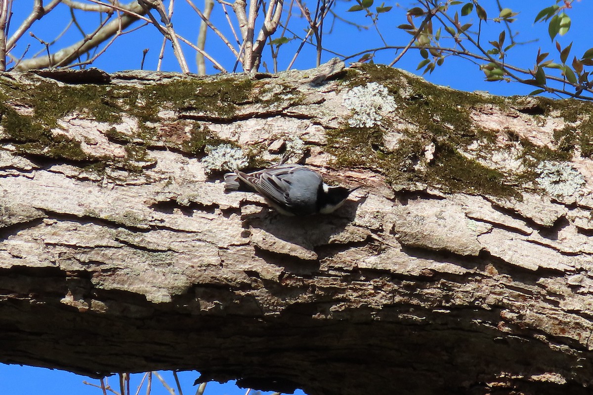 White-breasted Nuthatch - ML437805481