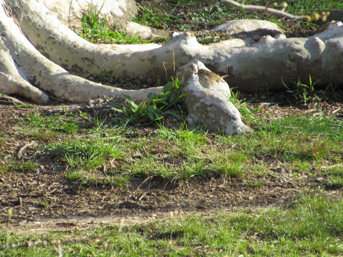 Hermit Thrush - ML437805621