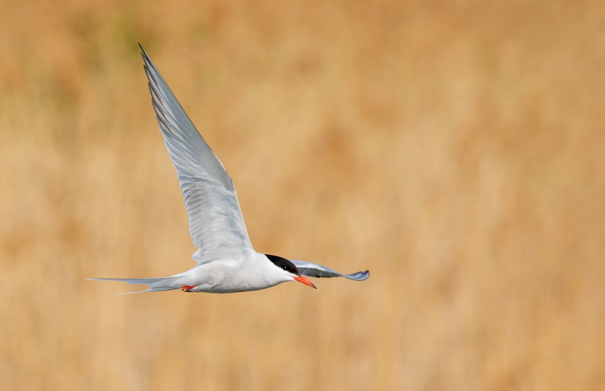 Common Tern - ML437805681