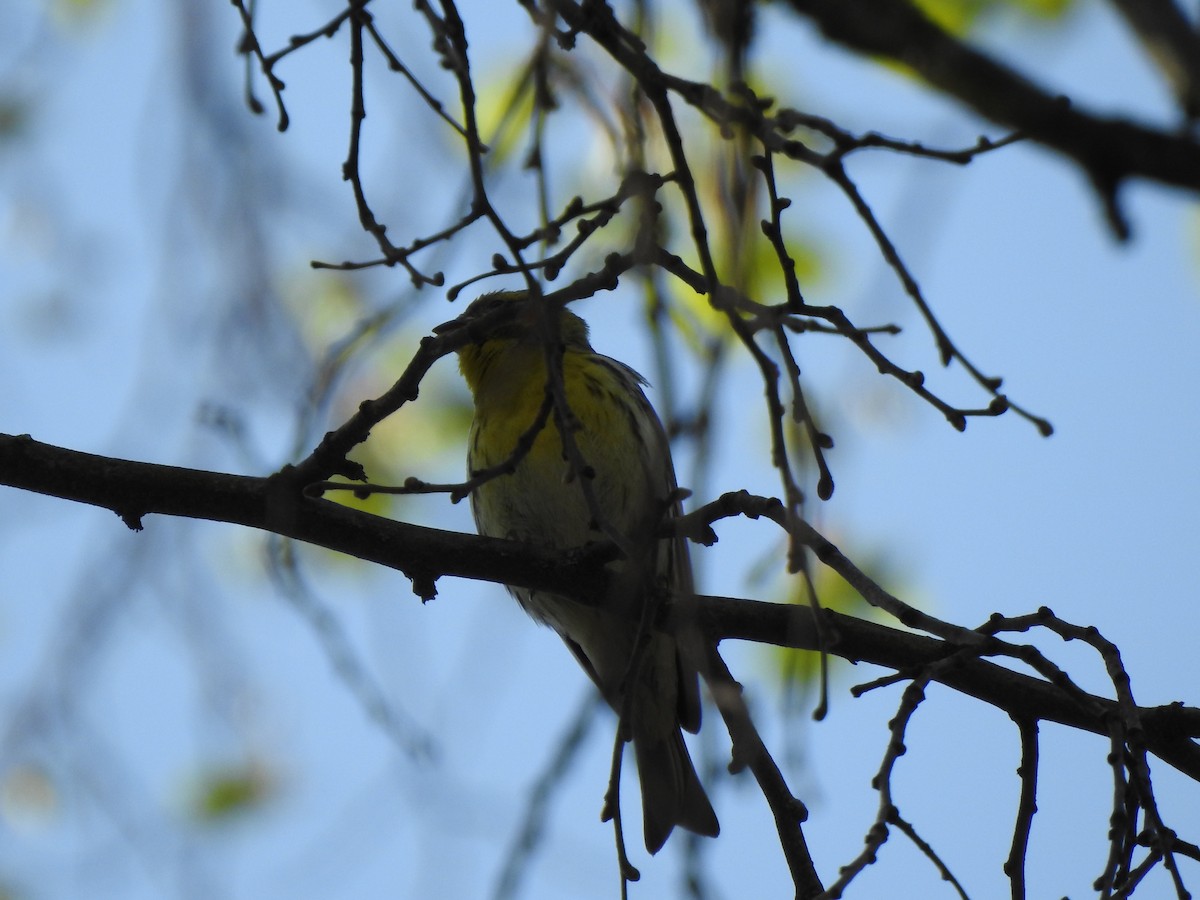 Txirriskila arrunta - ML437805691