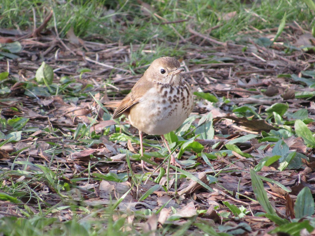 Hermit Thrush - ML437805721