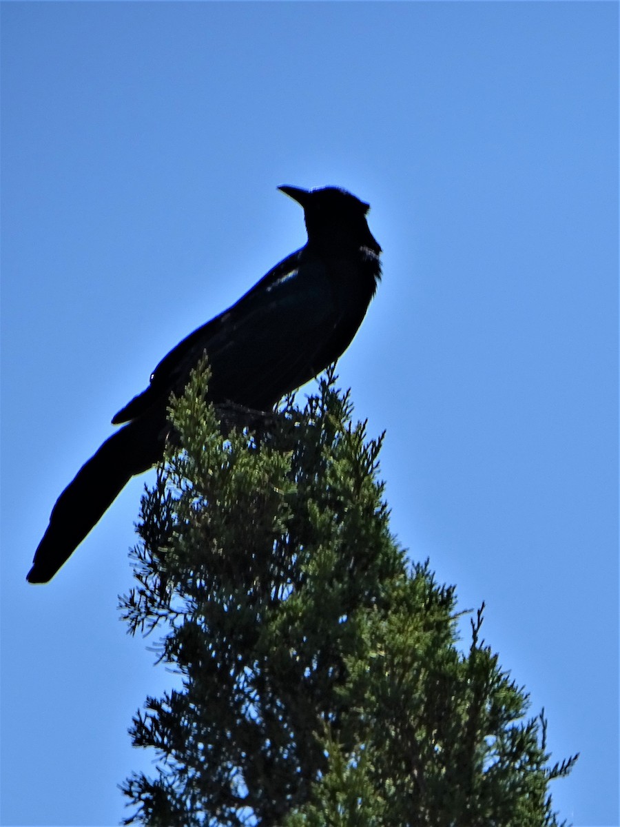 Boat-tailed Grackle - ML437806551