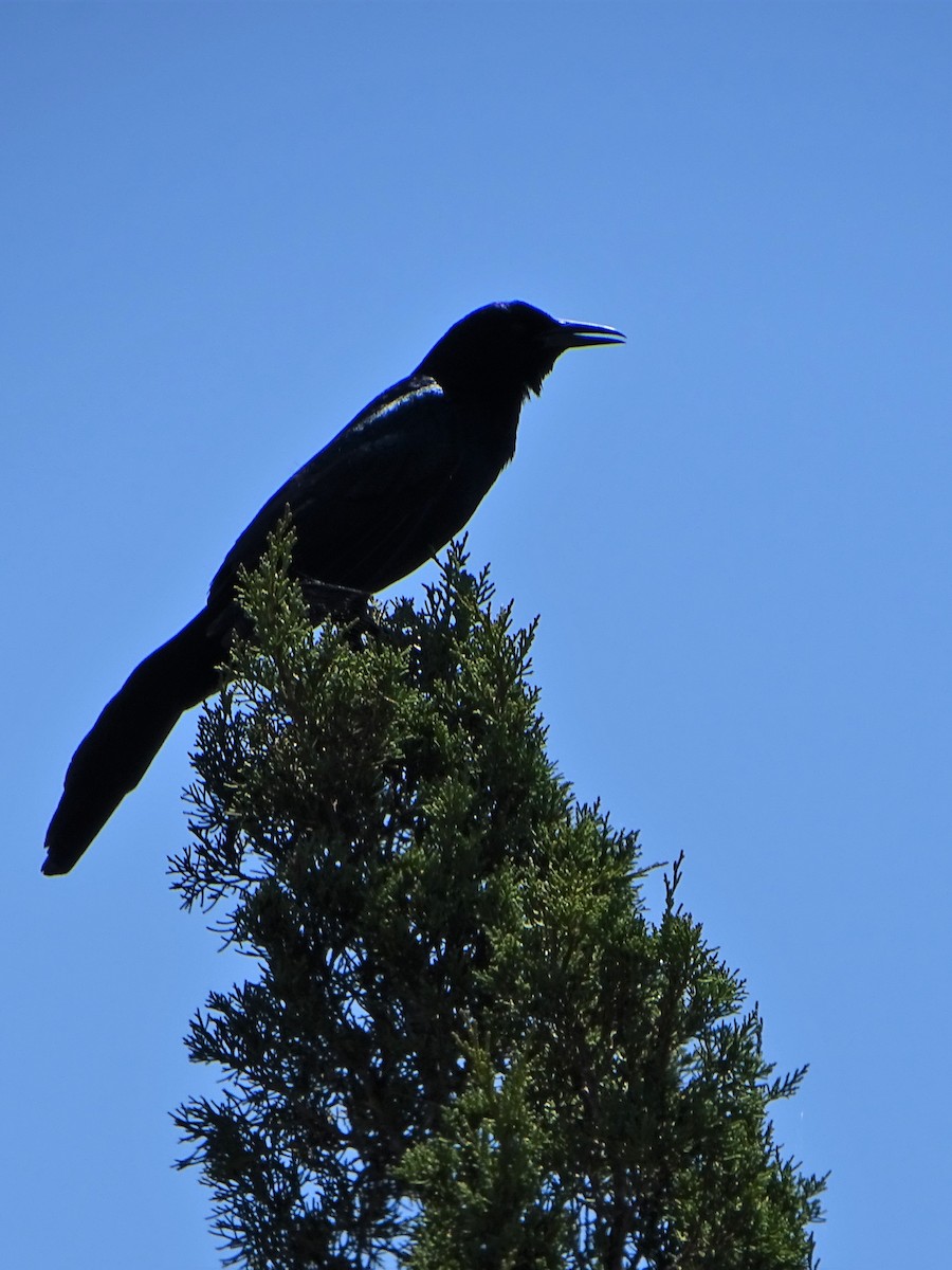 Boat-tailed Grackle - ML437806561