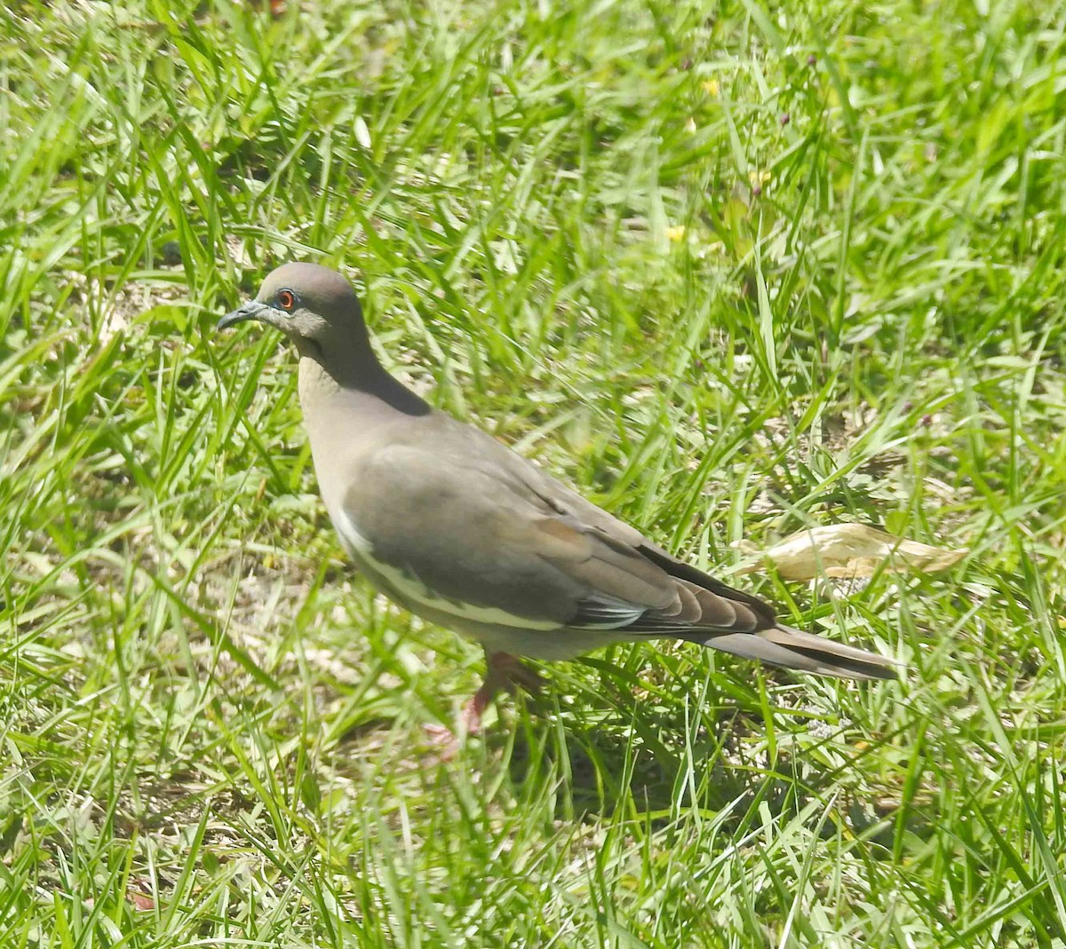 White-winged Dove - ML437807111