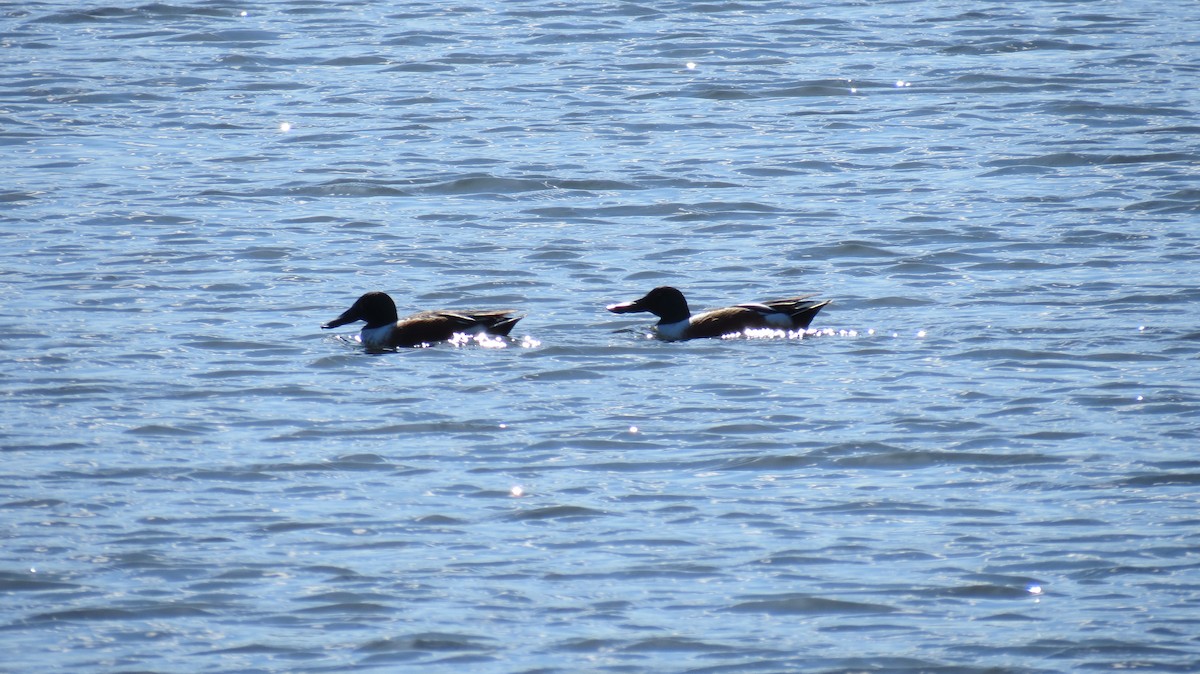 Northern Shoveler - ML437807131