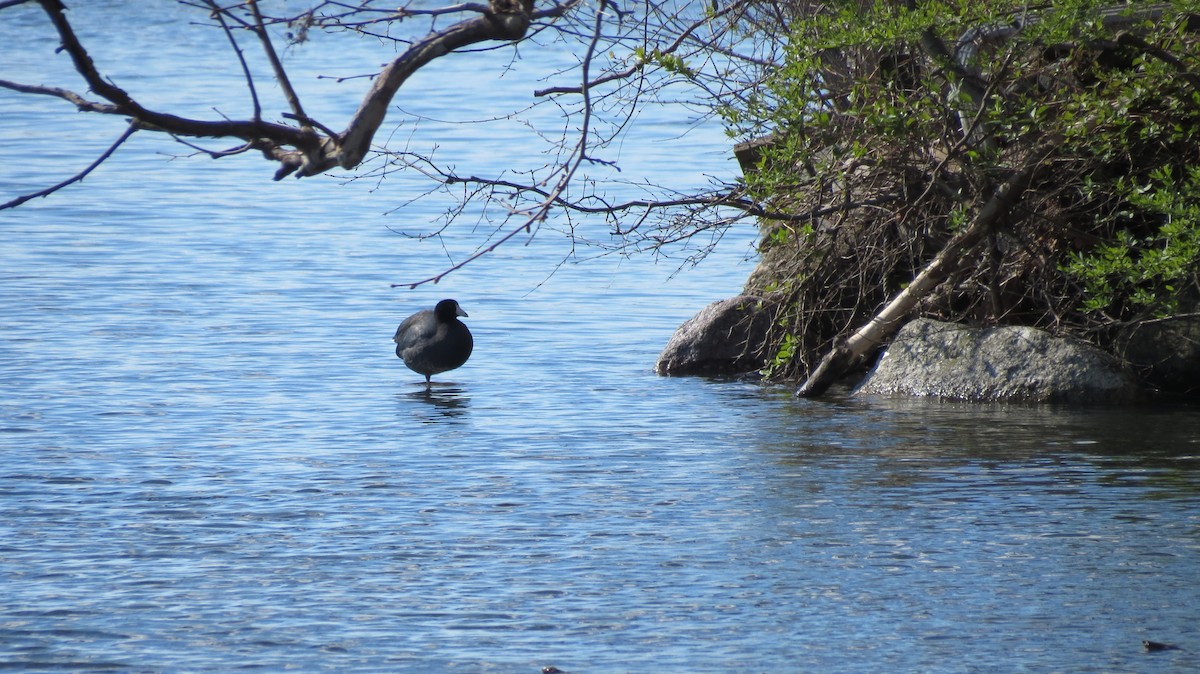 American Coot - ML437807191