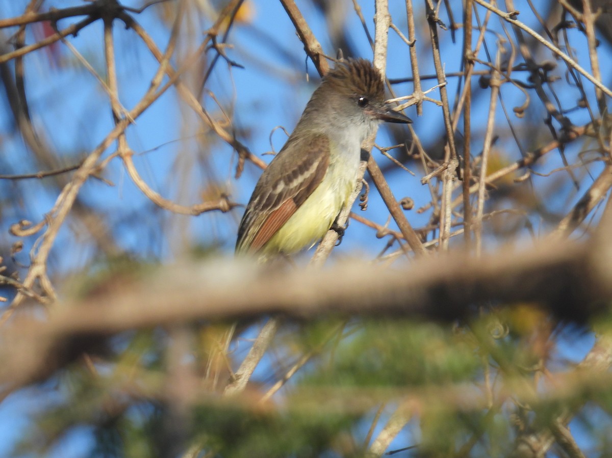 Nutting's Flycatcher (Nutting's) - ML437807491