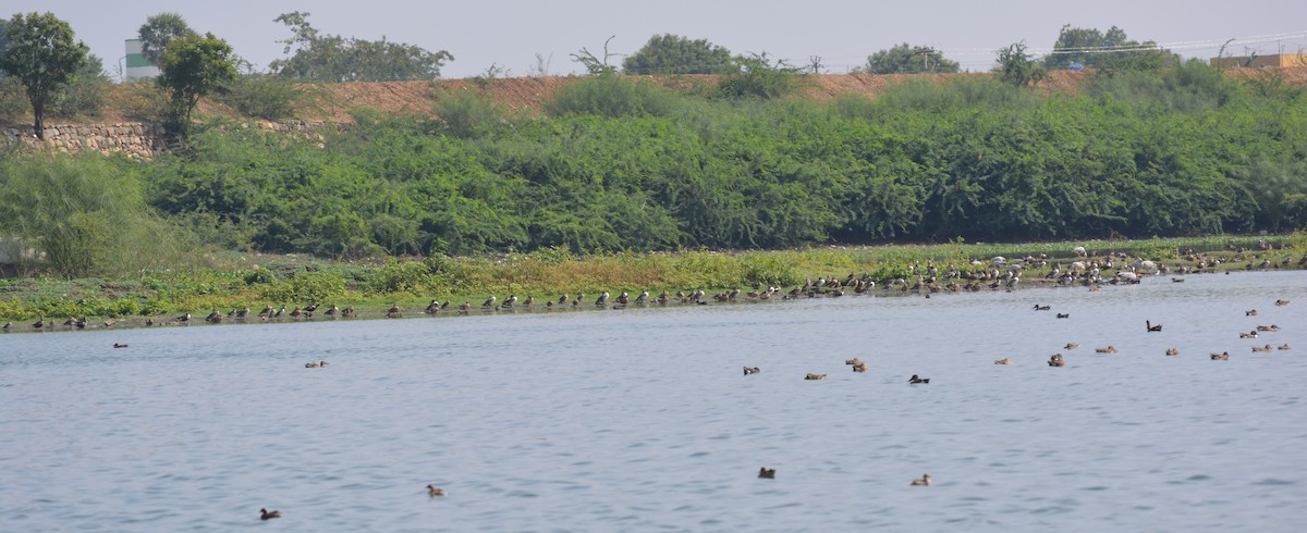 Bar-headed Goose - ML43780761