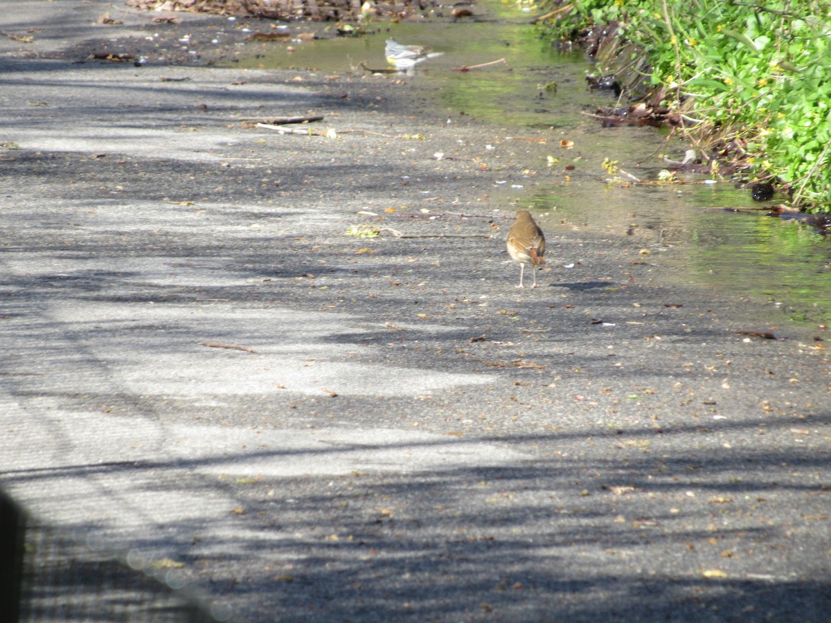 Hermit Thrush - ML437807931