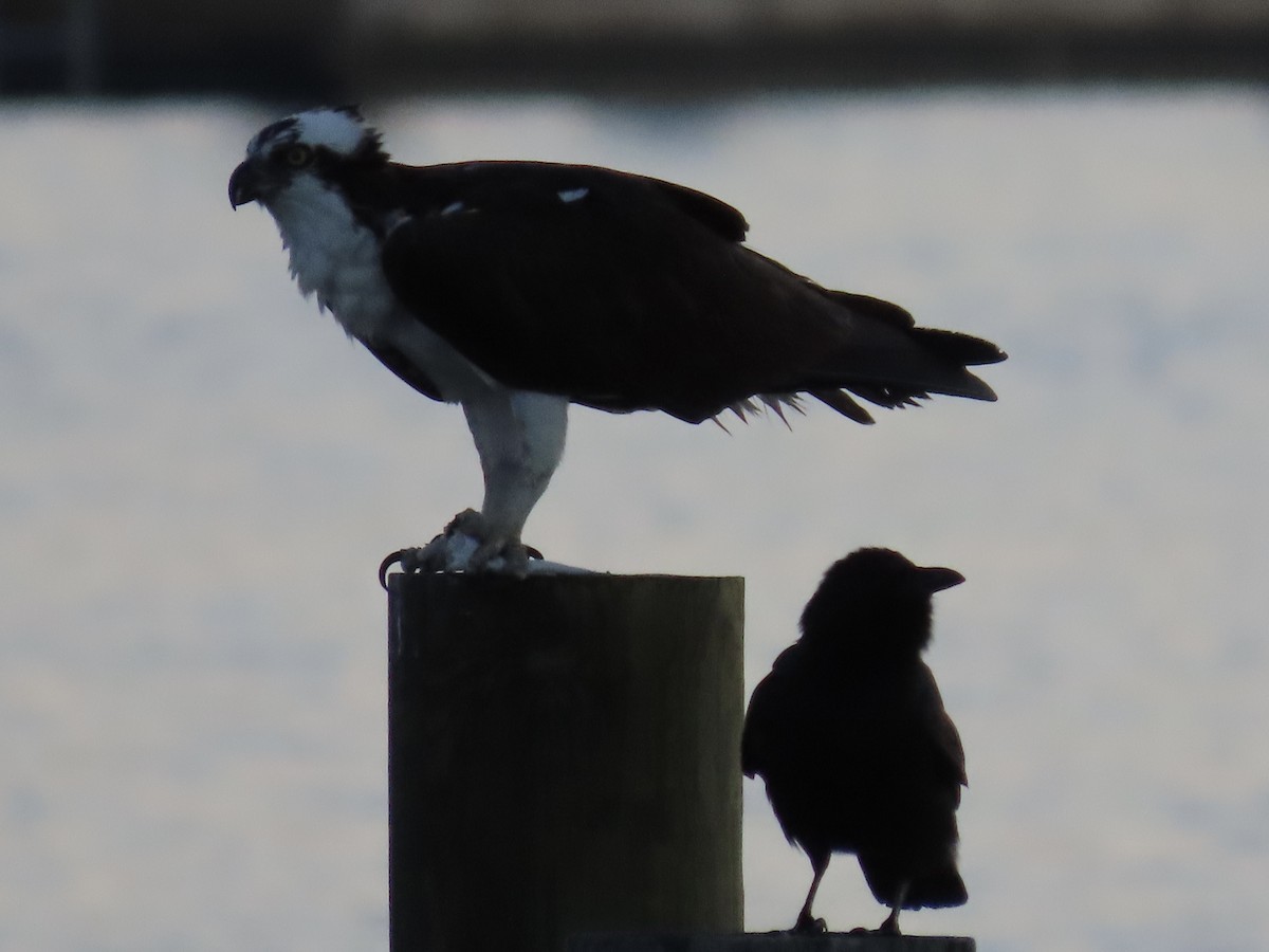 Águila Pescadora - ML437809611