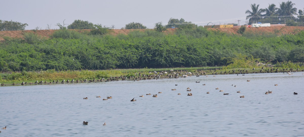 Northern Shoveler - ML43781021