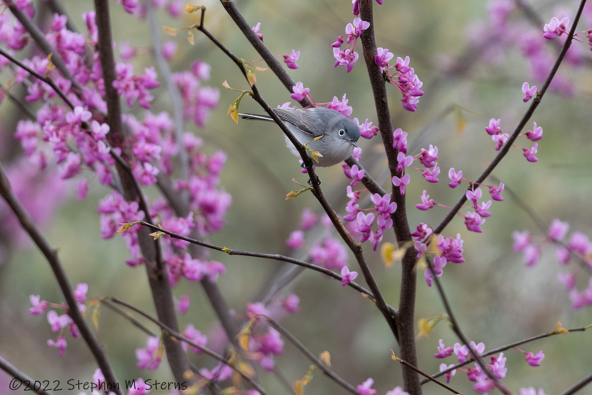 Blue-gray Gnatcatcher - ML437810911