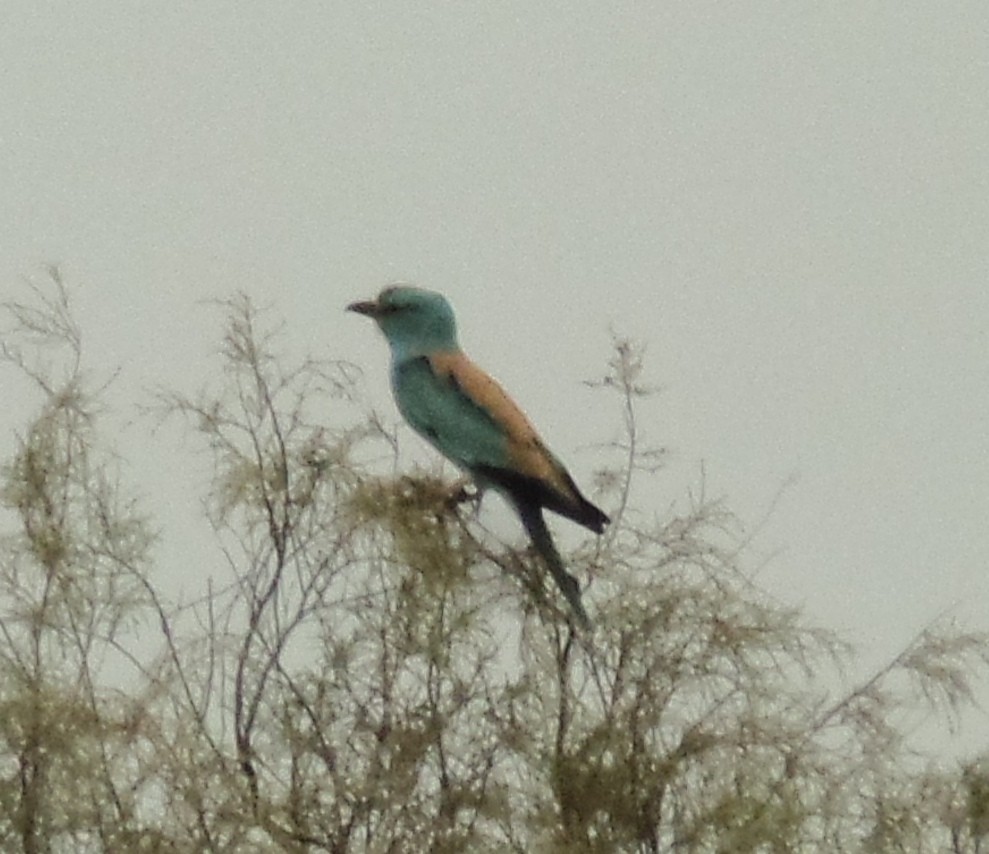 European Roller - ML437810971