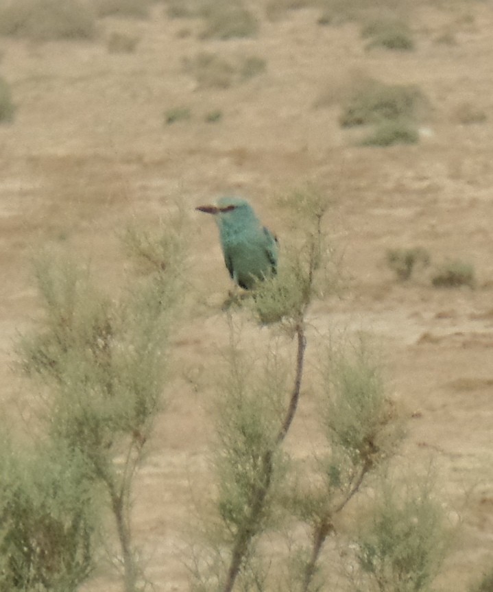 European Roller - ML437810981