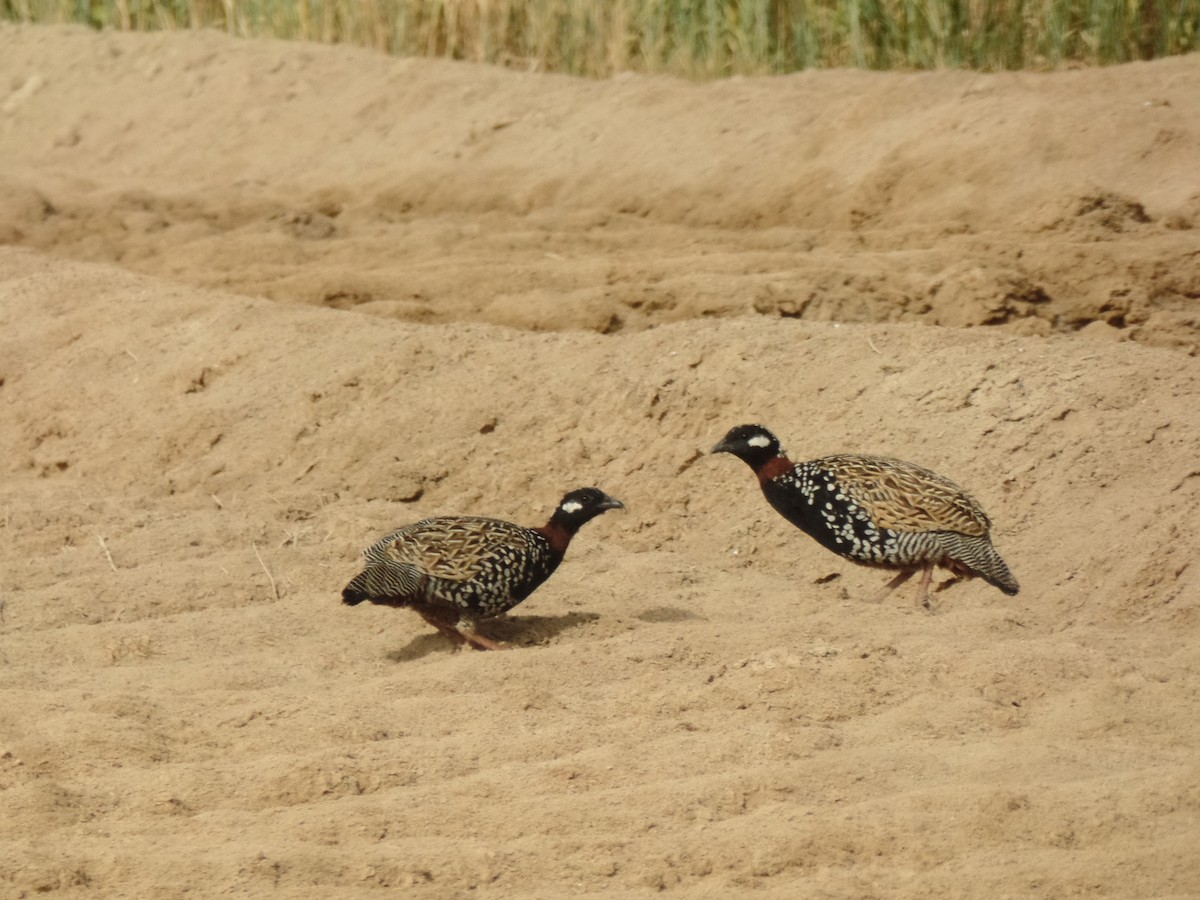 Black Francolin - ML437811031