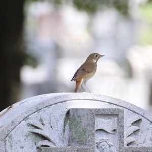 Hermit Thrush - ML437812461