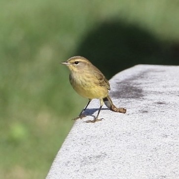 Palm Warbler - ML437812791