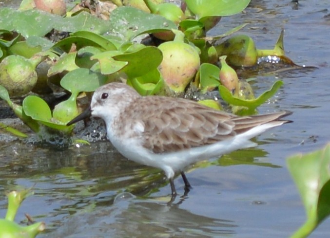 Little Stint - ML43781311