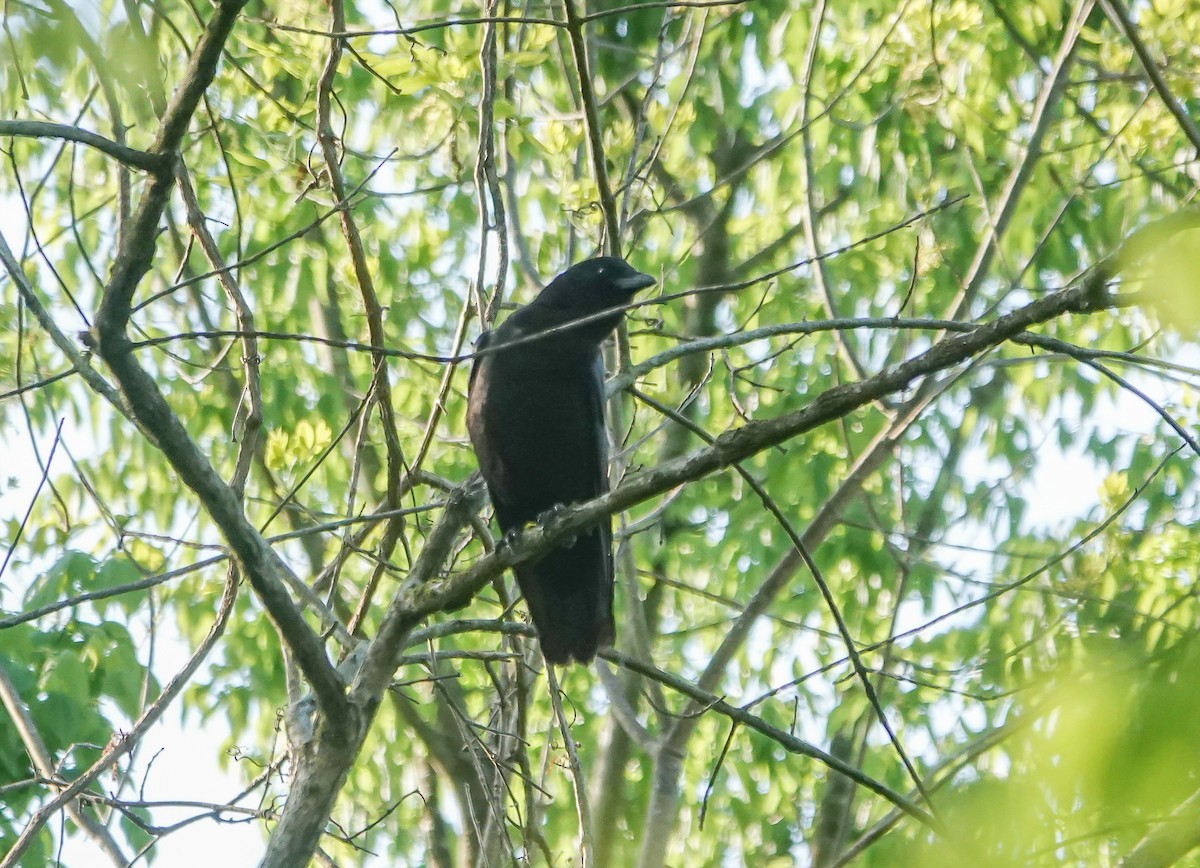 American Crow - ML437813171