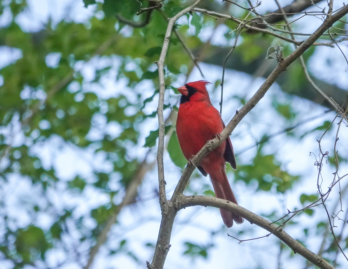Northern Cardinal - ML437813231