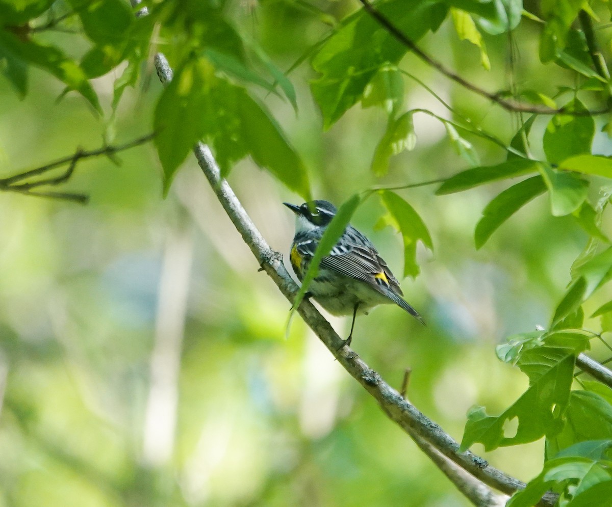 Yellow-rumped Warbler - ML437813711