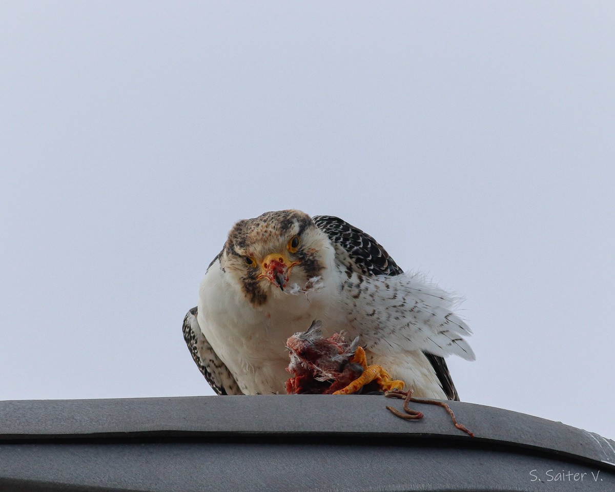 Peregrine Falcon (South American) - Sebastián Saiter Villagrán