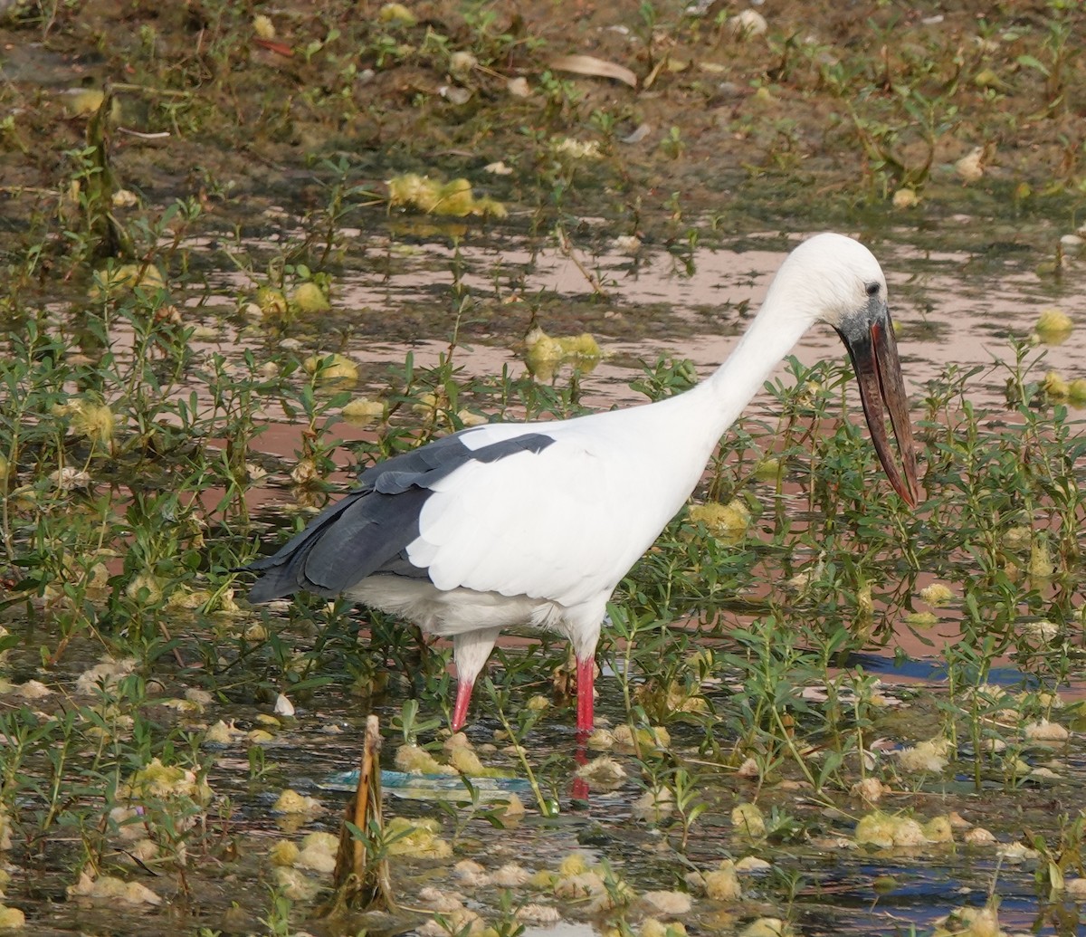 Asian Openbill - ML437819251