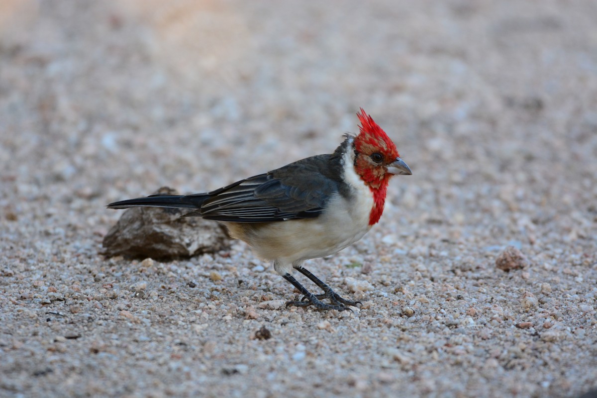 Red-crested Cardinal - ML437819451