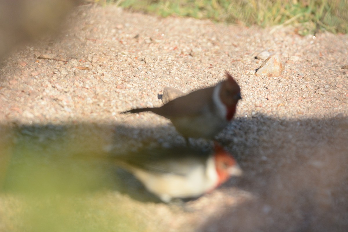 Red-crested Cardinal - ML437819471
