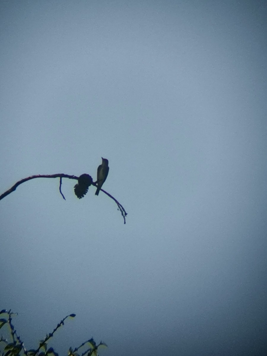 Olive-sided Flycatcher - ML437819861