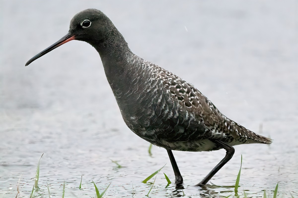 Spotted Redshank - Aimar Hernández Merino