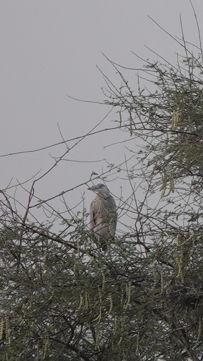 Black-crowned Night Heron - ML437820191