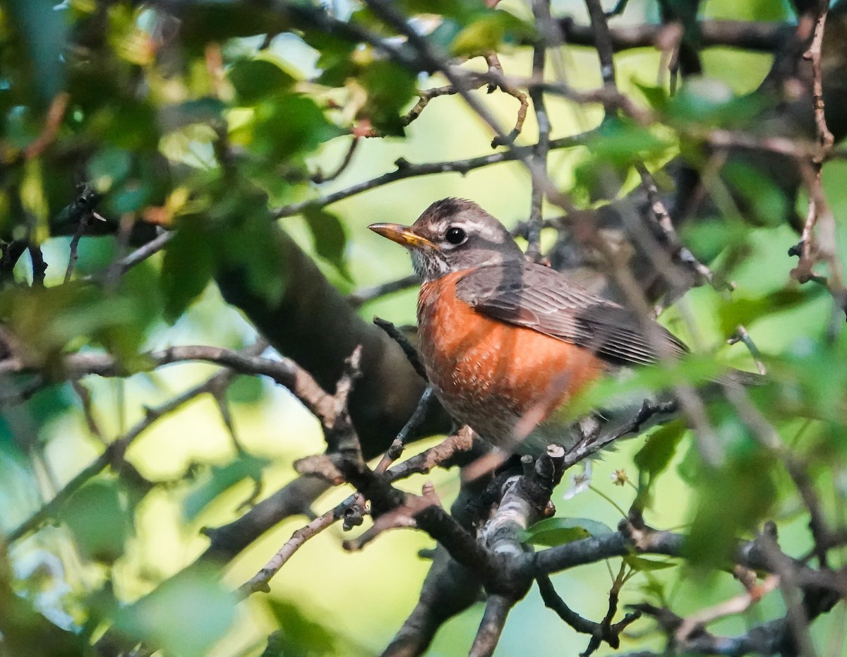 American Robin - ML437820221