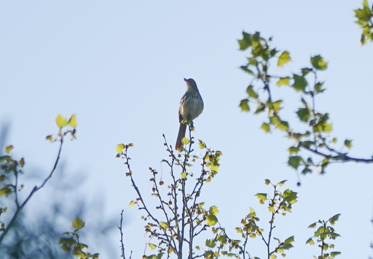 Brown Thrasher - ML437820231