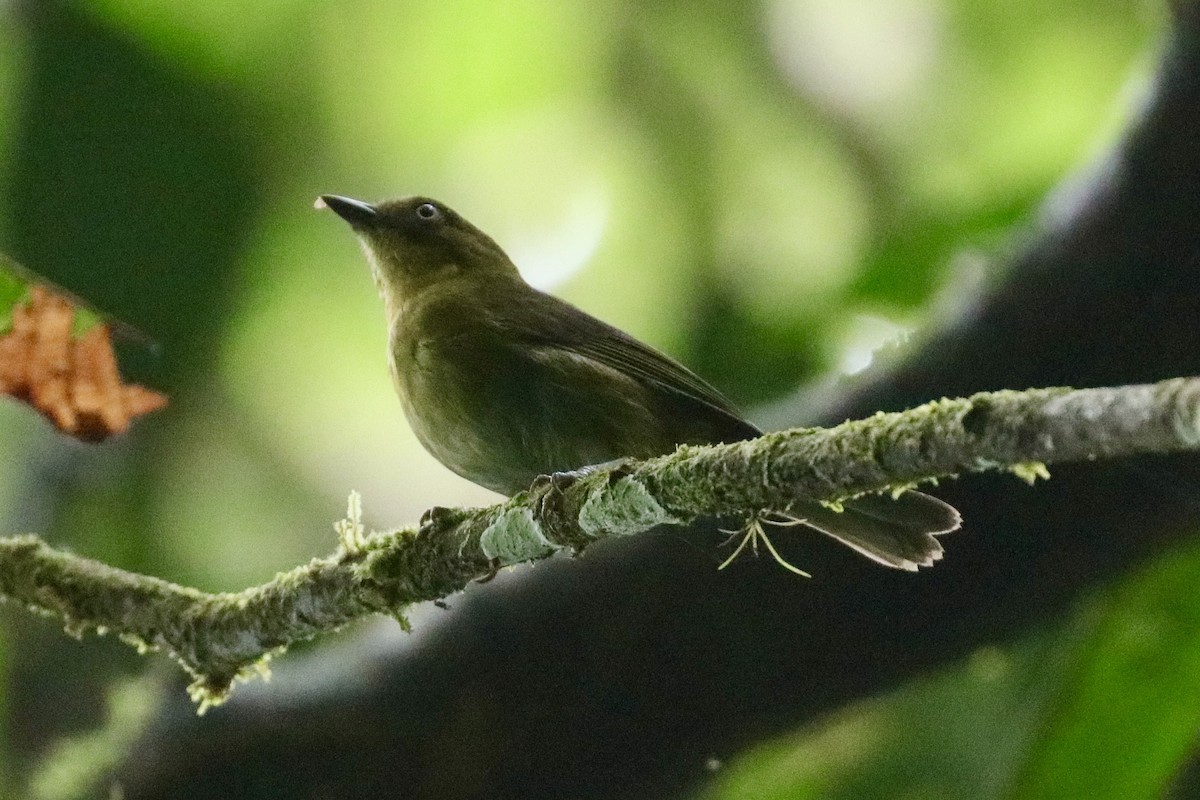 Tacarcuna Chlorospingus - ML437821481