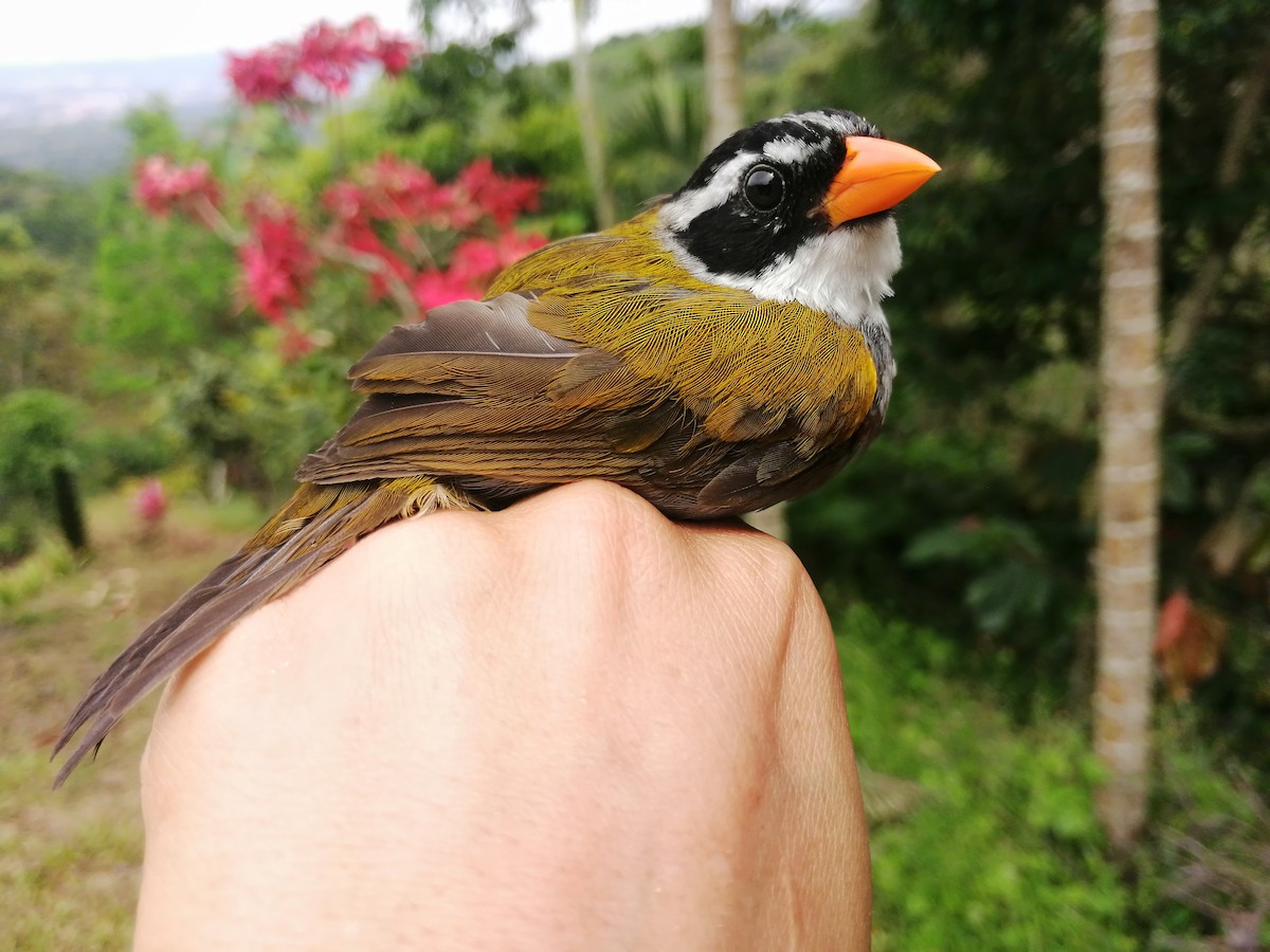 Orange-billed Sparrow - Adriana Collazos