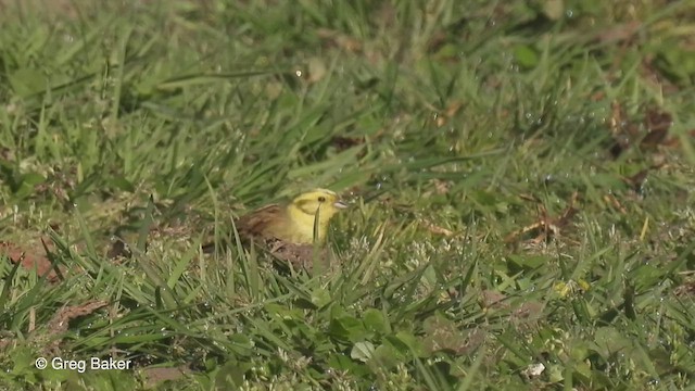 Yellowhammer - ML437824181