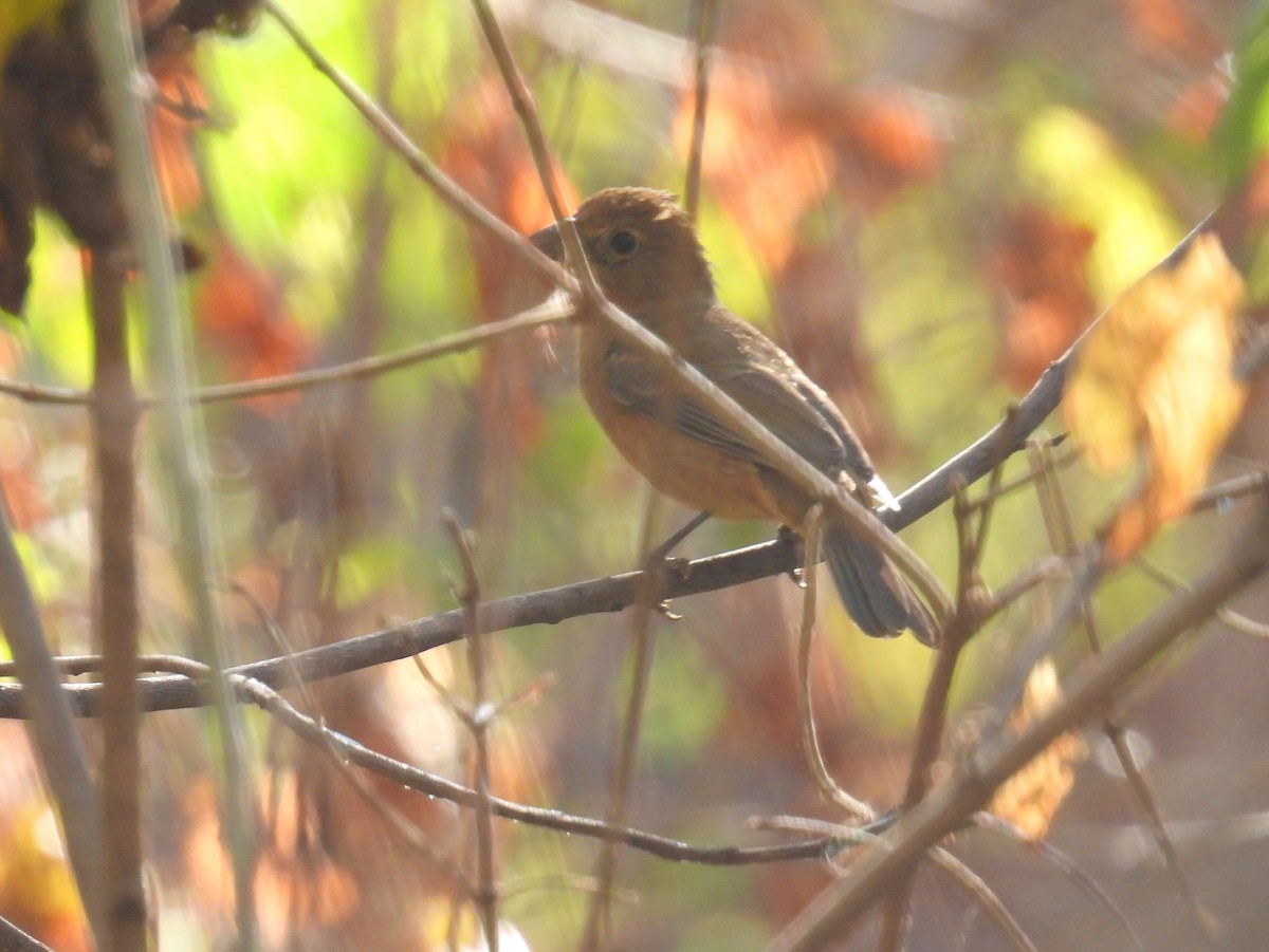 Cinnamon-rumped Seedeater - ML437825561