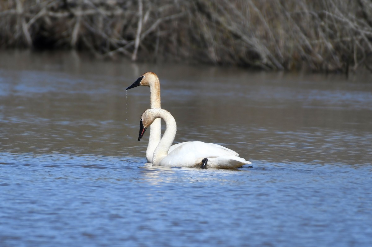 Cygne trompette - ML437827661