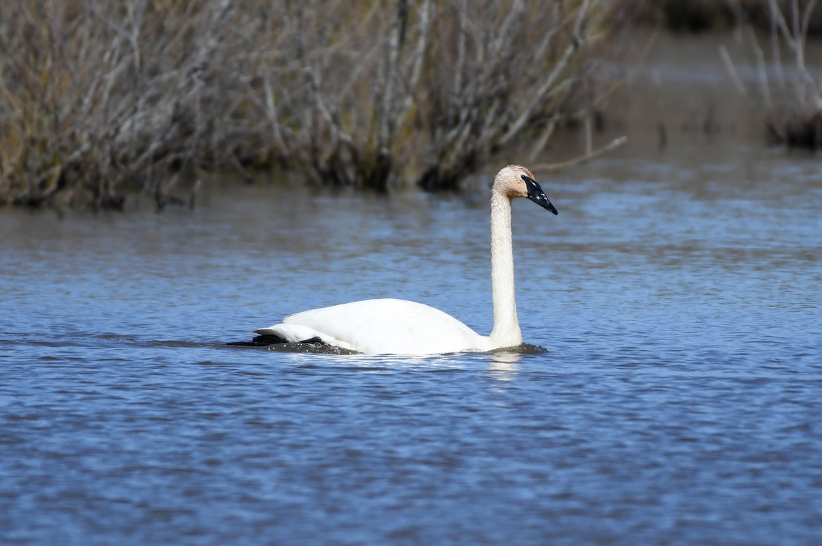 Cygne trompette - ML437827671