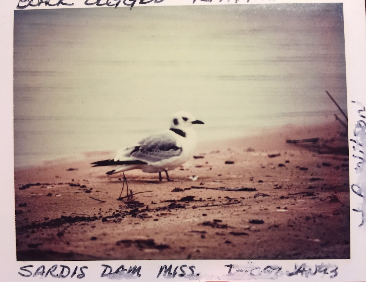 Black-legged Kittiwake - ML43782831