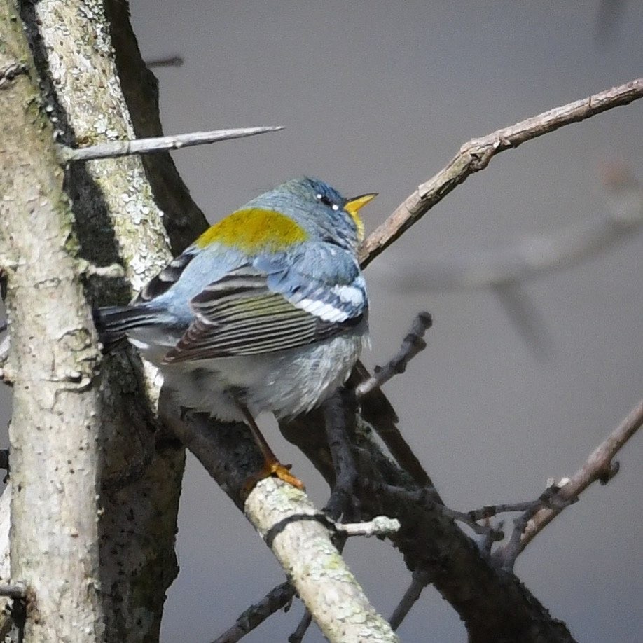 Northern Parula - ML437829681