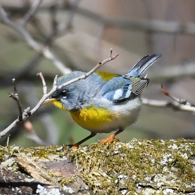 Northern Parula - ML437829701