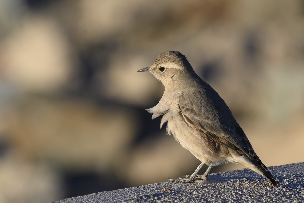 Rufous-banded Miner - ML437830931